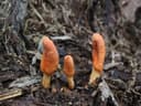 Cordyceps