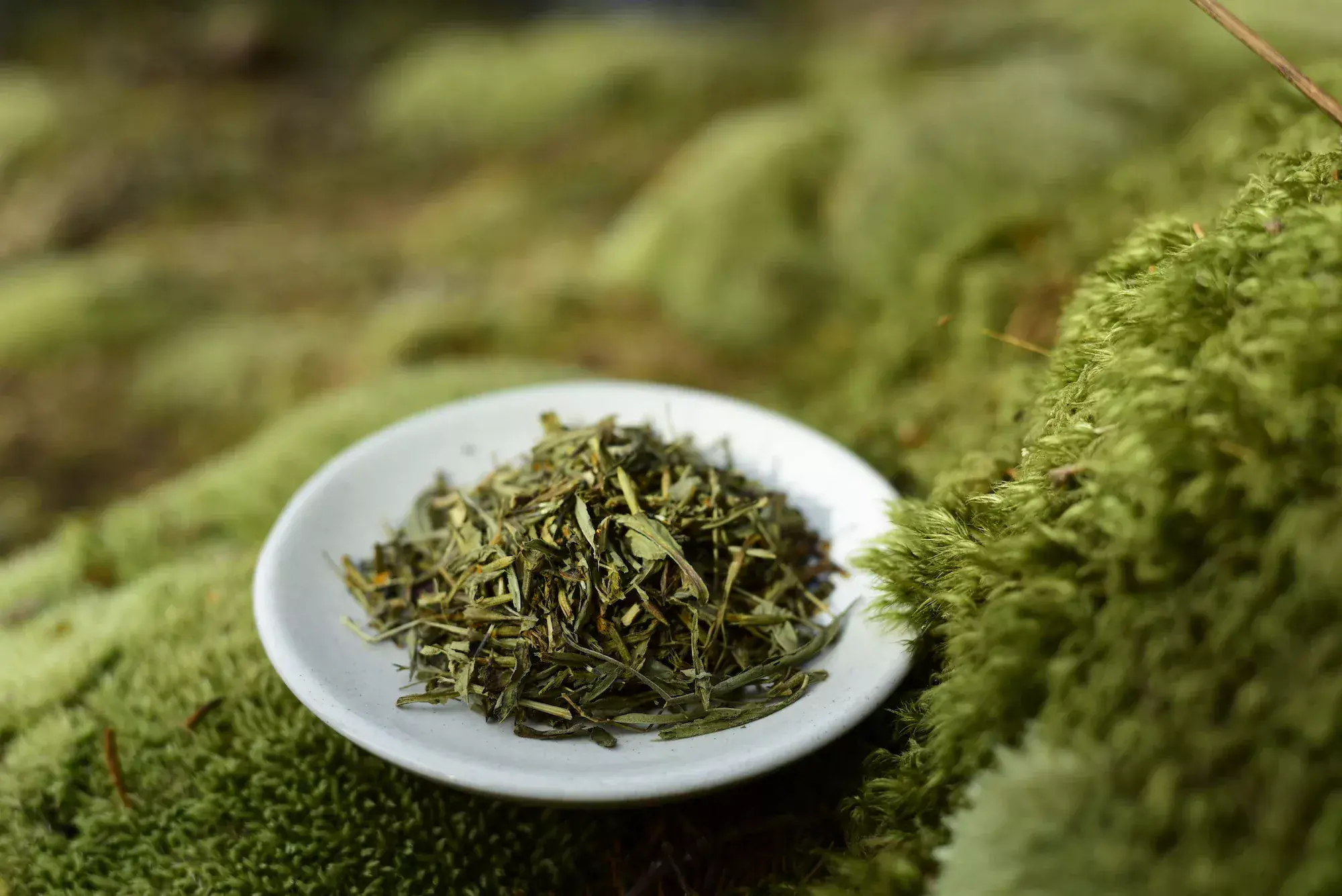 Mexican Tarragon « Yauhtli » — vue 2