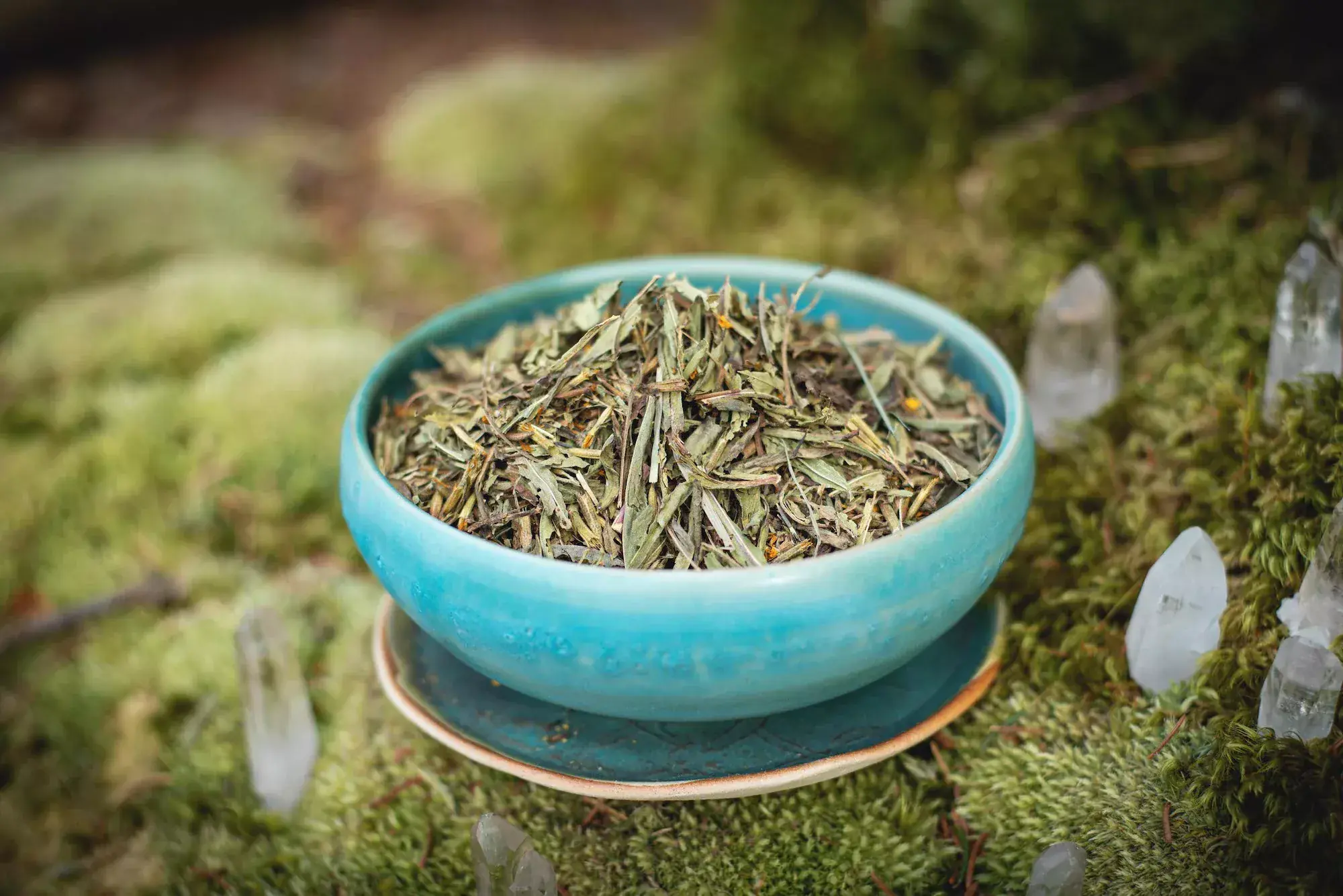 Mexican Tarragon « Yauhtli »