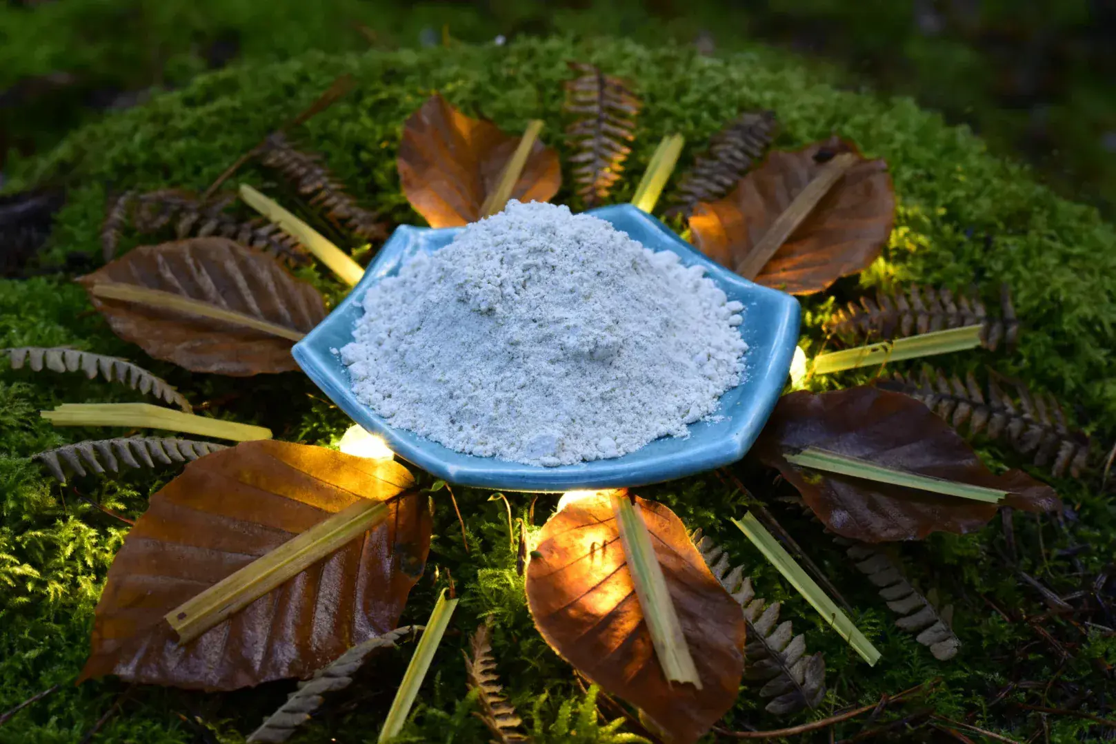 Mucuna Pruriens — vue 2