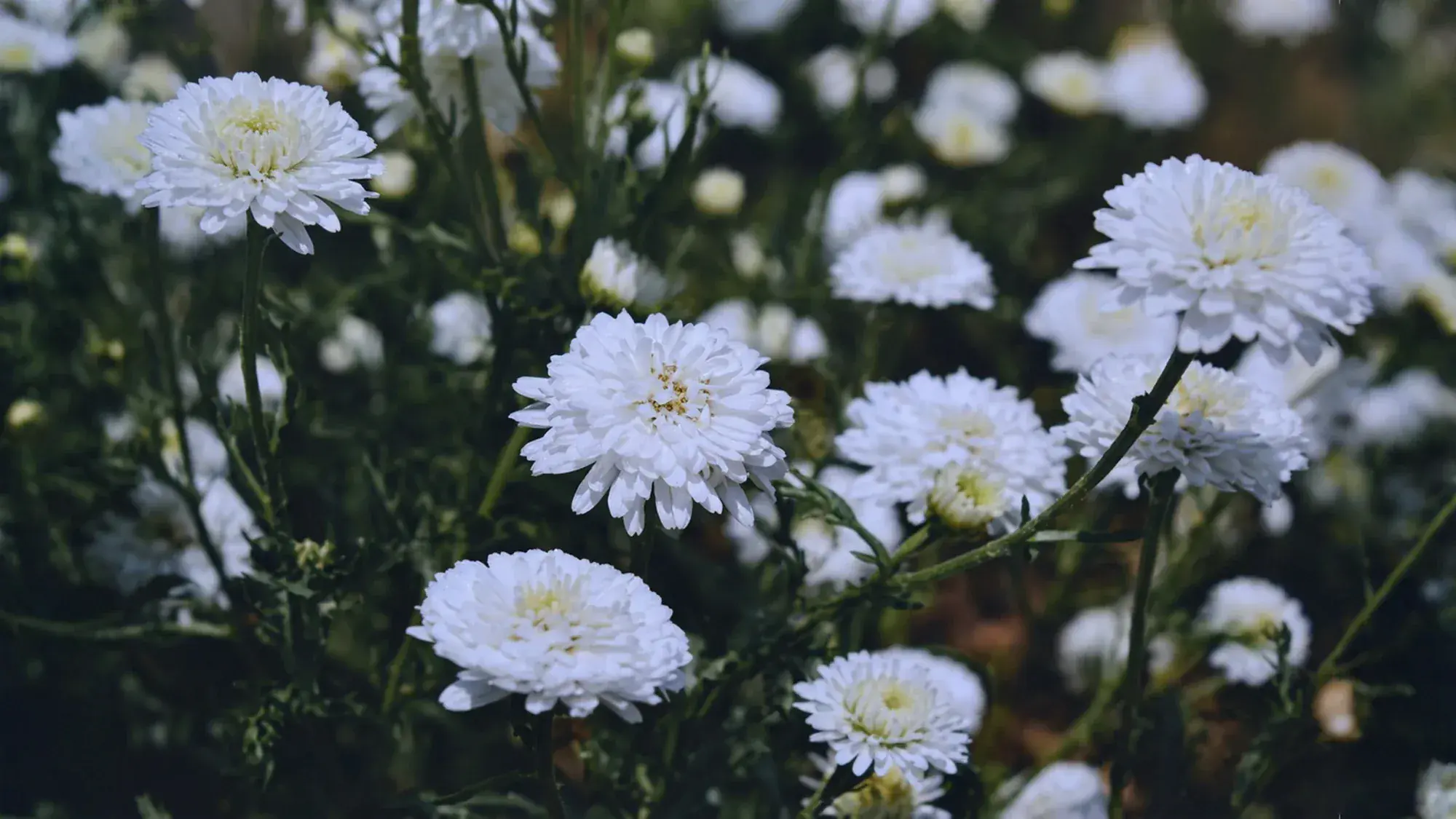 Camomille Noble — vue 2