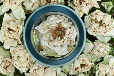 White Lotus