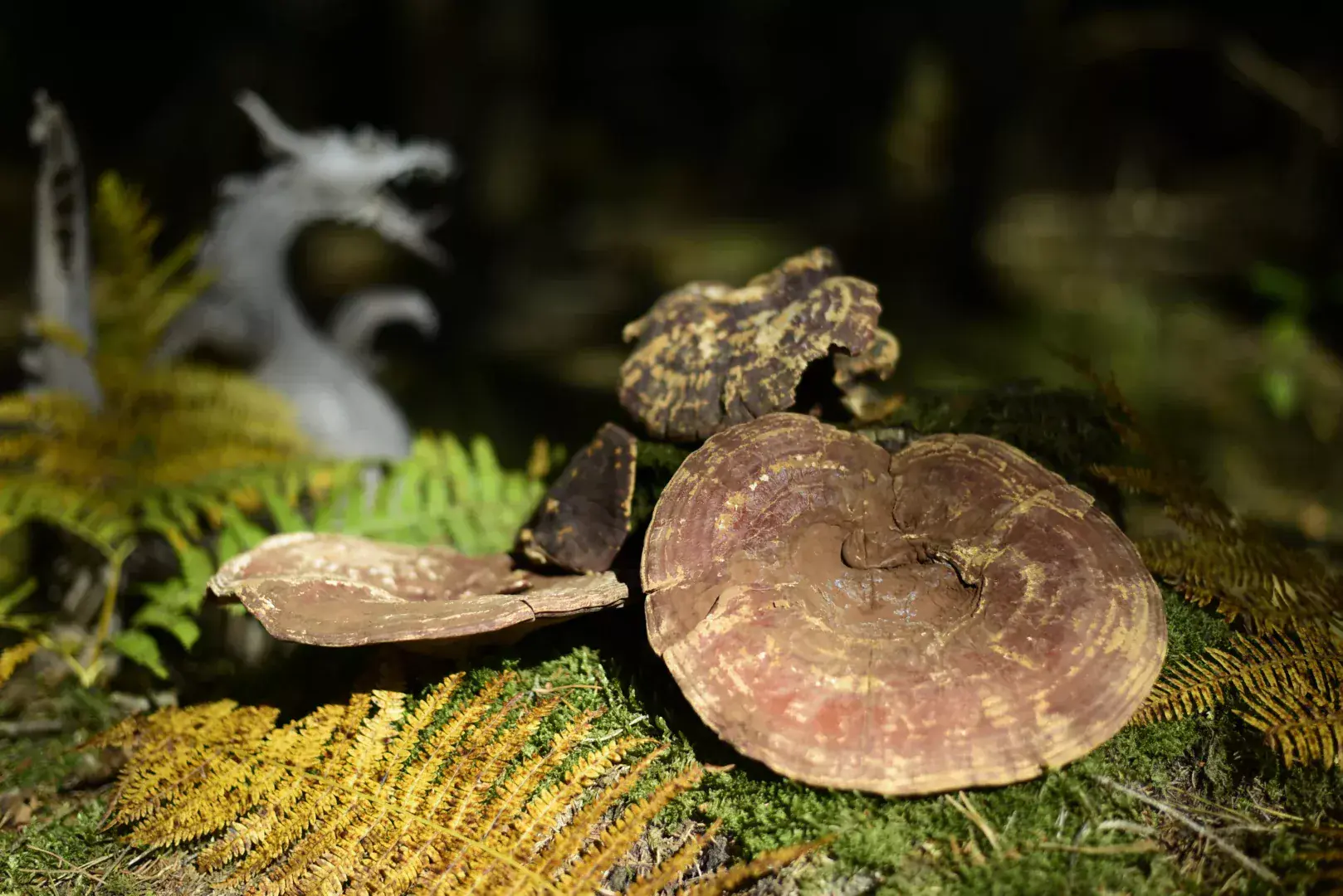 Reishi
